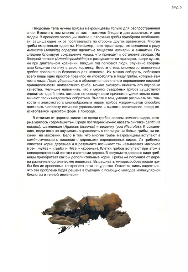 Пелле Янсен - Все о грибах - Страница № 4