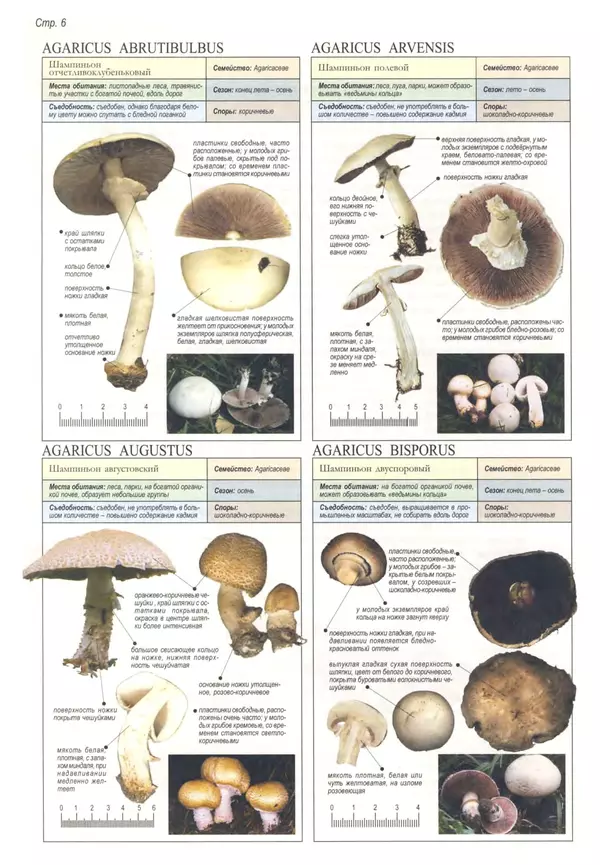 Пелле Янсен - Все о грибах - Страница № 5