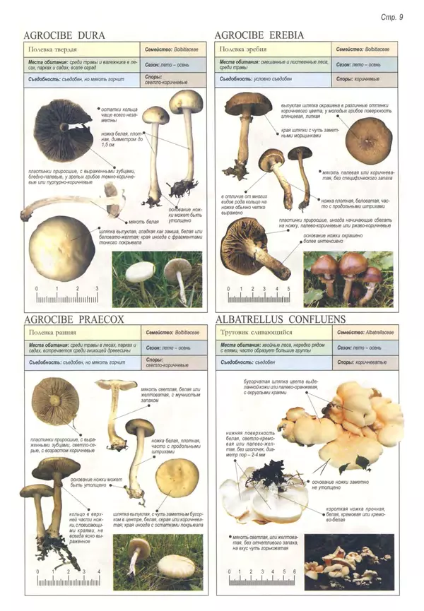 Пелле Янсен - Все о грибах - Страница № 8