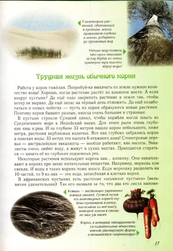 Светлана Лаврова - Занимательная ботаника для малышей - Страница № 20
