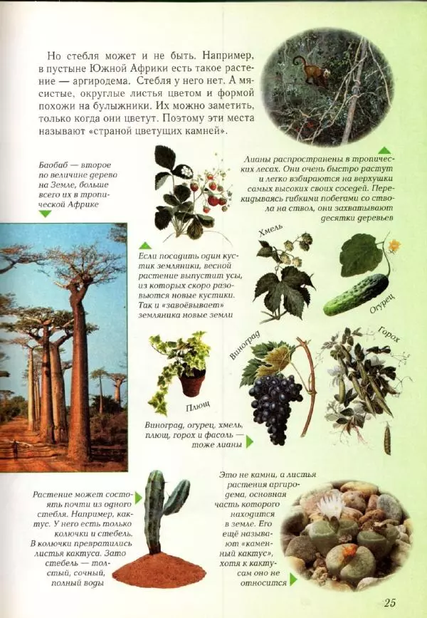 Светлана Лаврова - Занимательная ботаника для малышей - Страница № 28