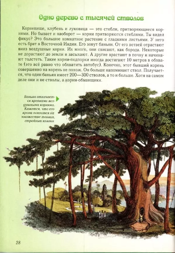 Светлана Лаврова - Занимательная ботаника для малышей - Страница № 31