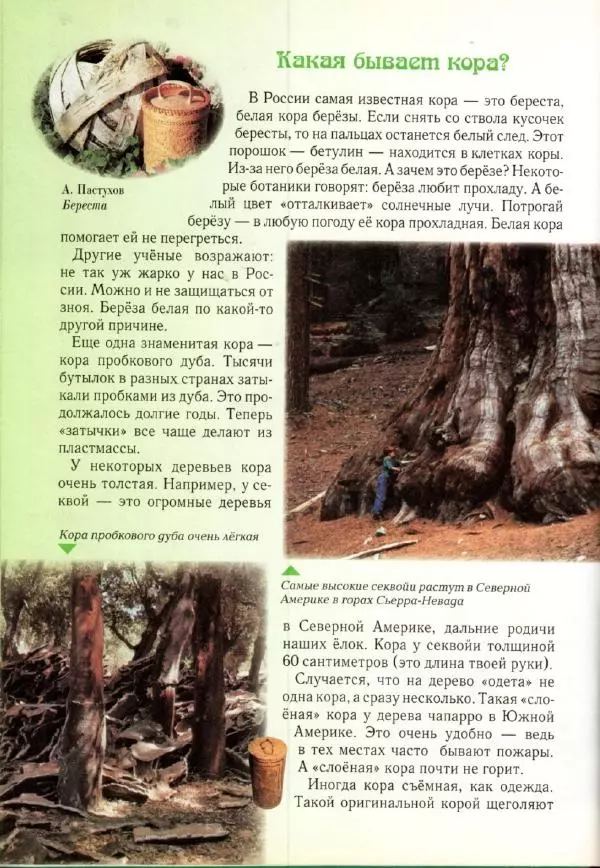 Светлана Лаврова - Занимательная ботаника для малышей - Страница № 33