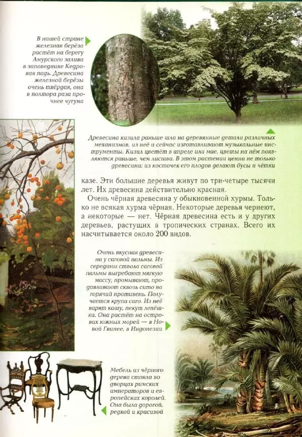 Светлана Лаврова - Занимательная ботаника для малышей - Страница № 36