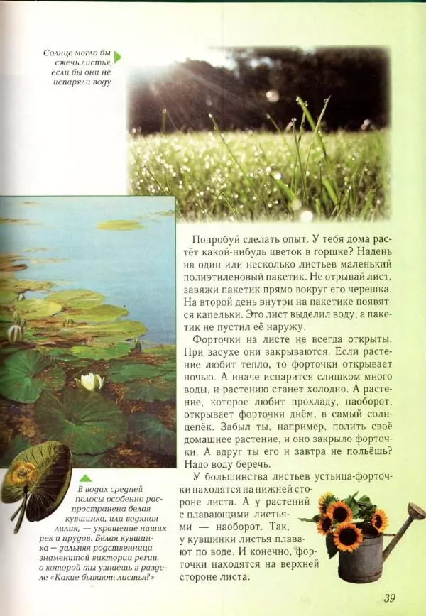 Светлана Лаврова - Занимательная ботаника для малышей - Страница № 42