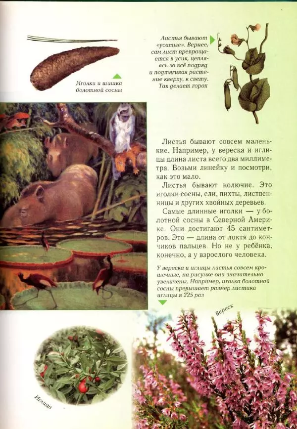 Светлана Лаврова - Занимательная ботаника для малышей - Страница № 46