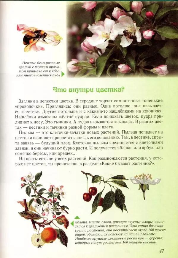 Светлана Лаврова - Занимательная ботаника для малышей - Страница № 50