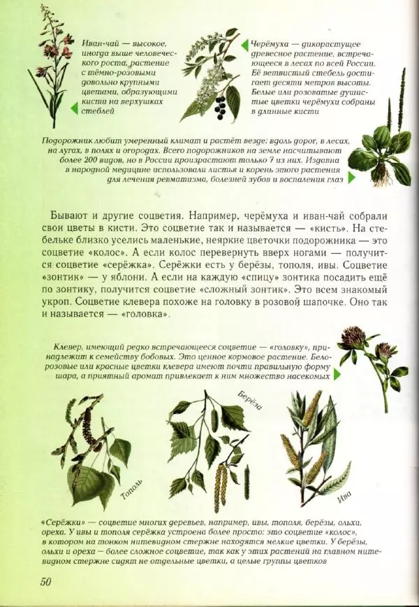 Светлана Лаврова - Занимательная ботаника для малышей - Страница № 53