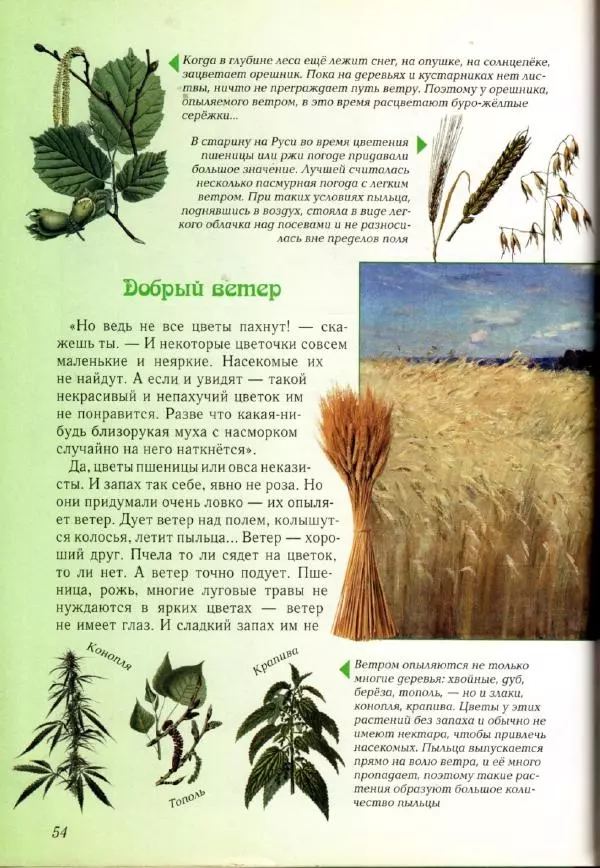 Светлана Лаврова - Занимательная ботаника для малышей - Страница № 57