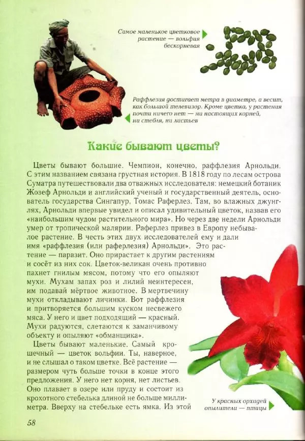 Светлана Лаврова - Занимательная ботаника для малышей - Страница № 61