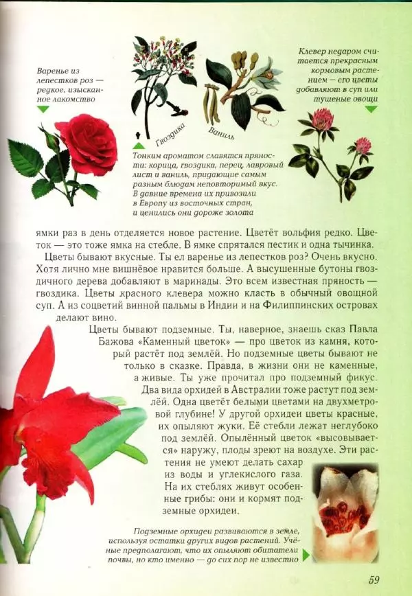 Светлана Лаврова - Занимательная ботаника для малышей - Страница № 62