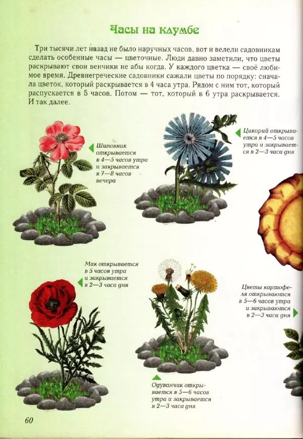 Светлана Лаврова - Занимательная ботаника для малышей - Страница № 63