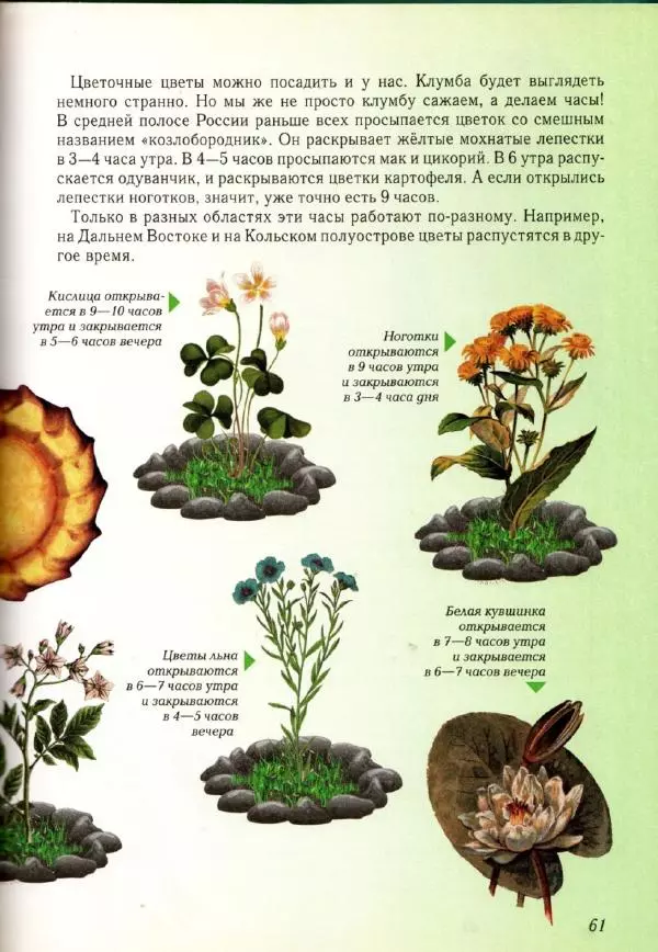 Светлана Лаврова - Занимательная ботаника для малышей - Страница № 64