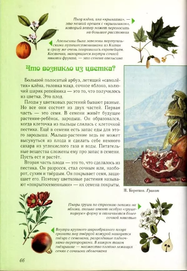 Светлана Лаврова - Занимательная ботаника для малышей - Страница № 69