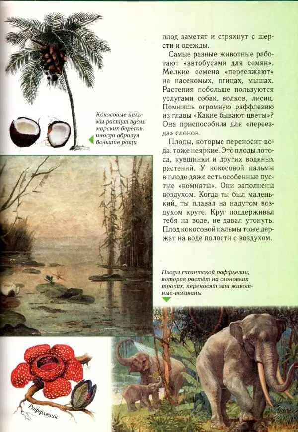 Светлана Лаврова - Занимательная ботаника для малышей - Страница № 76