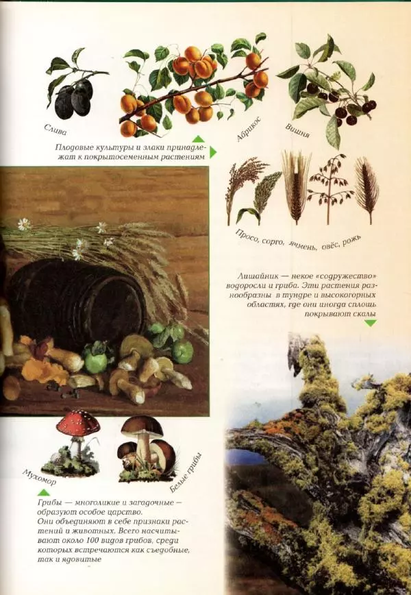 Светлана Лаврова - Занимательная ботаника для малышей - Страница № 82