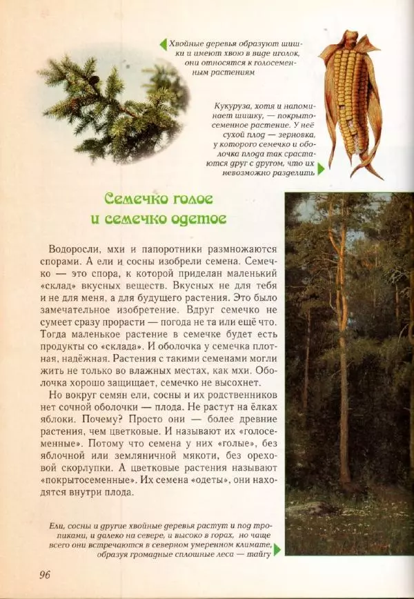 Светлана Лаврова - Занимательная ботаника для малышей - Страница № 99