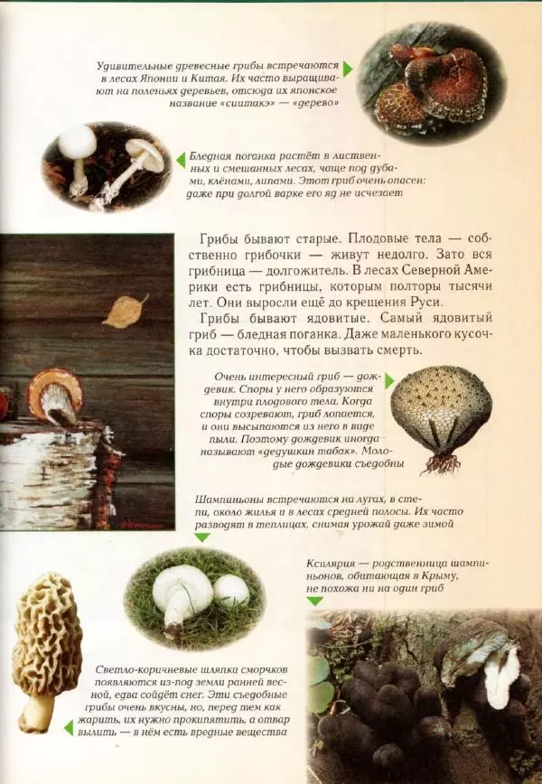 Светлана Лаврова - Занимательная ботаника для малышей - Страница № 114