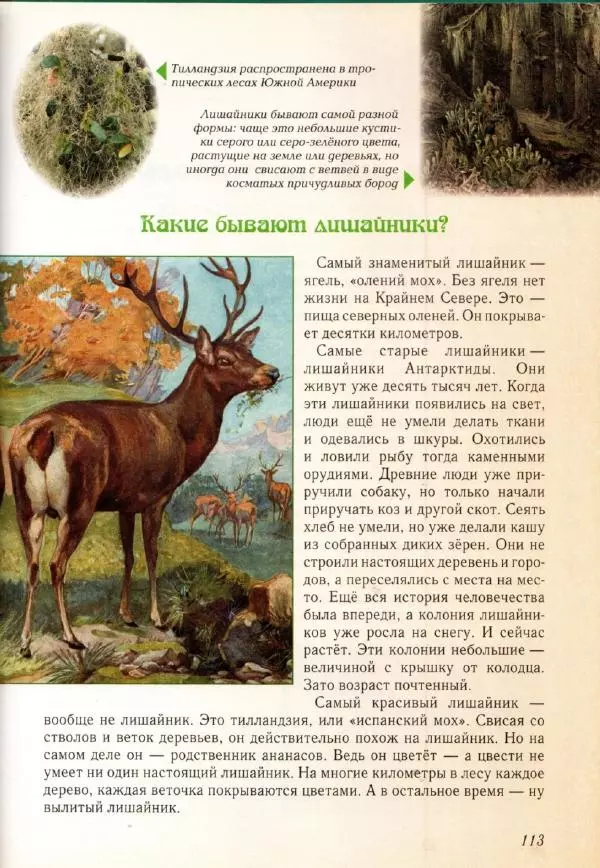 Светлана Лаврова - Занимательная ботаника для малышей - Страница № 116