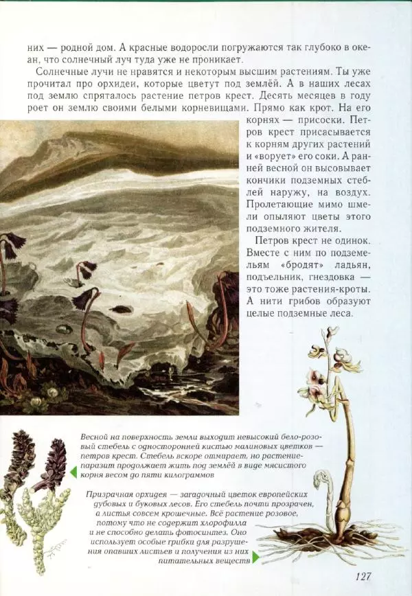 Светлана Лаврова - Занимательная ботаника для малышей - Страница № 130