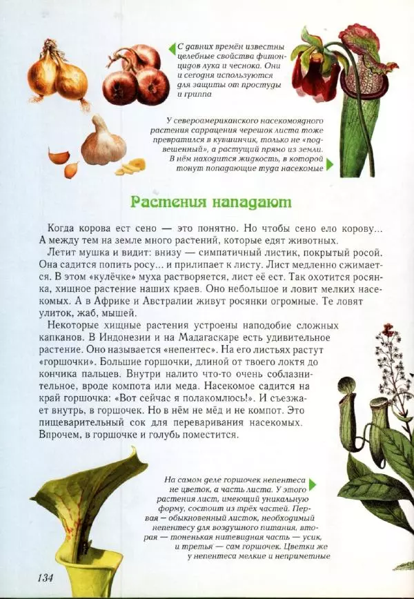 Светлана Лаврова - Занимательная ботаника для малышей - Страница № 137