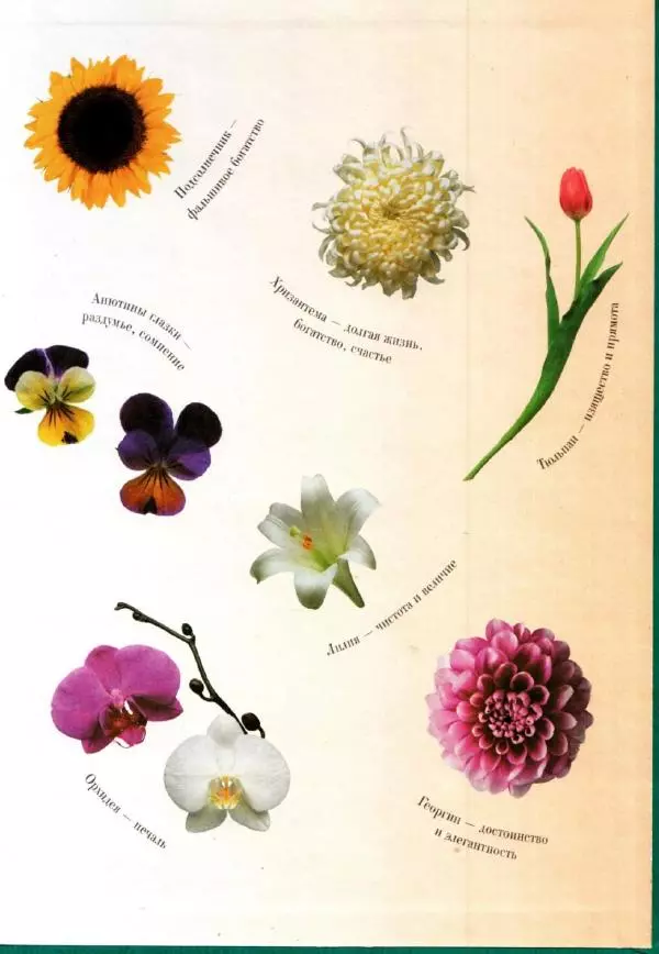 Светлана Лаврова - Занимательная ботаника для малышей - Страница № 149