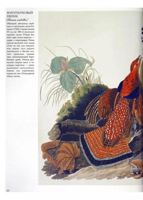 Джон Одюбон - Птицы Америки - Страница № 12