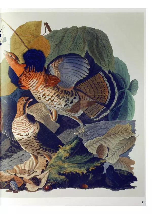Джон Одюбон - Птицы Америки - Страница № 13