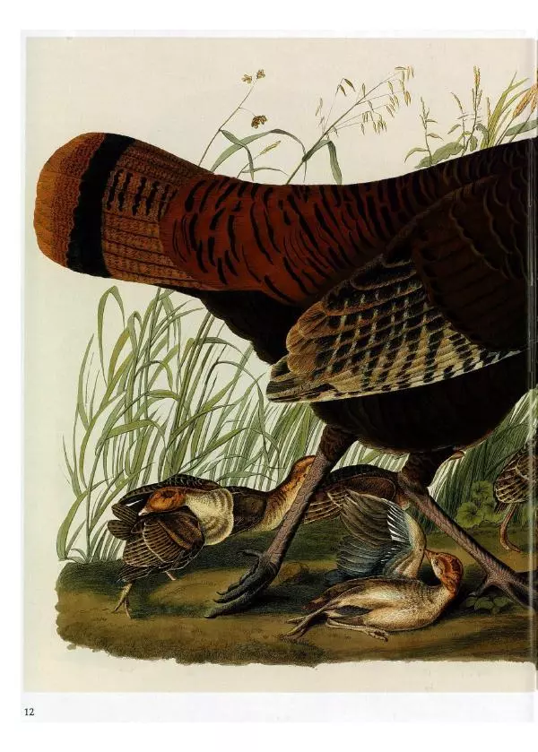 Джон Одюбон - Птицы Америки - Страница № 14