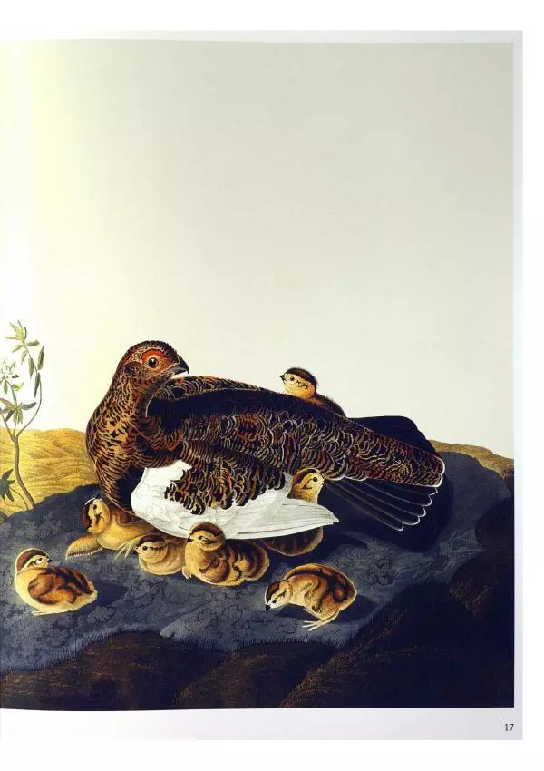 Джон Одюбон - Птицы Америки - Страница № 19