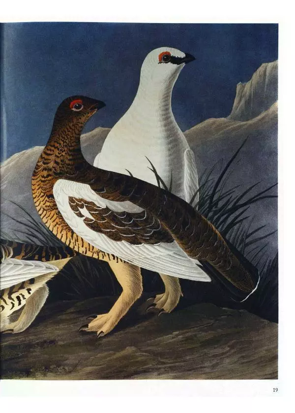 Джон Одюбон - Птицы Америки - Страница № 21