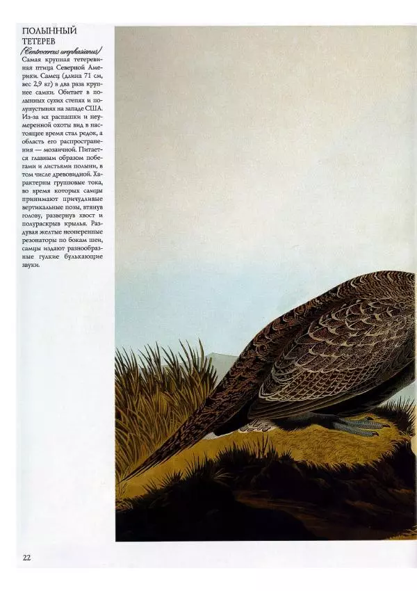 Джон Одюбон - Птицы Америки - Страница № 24