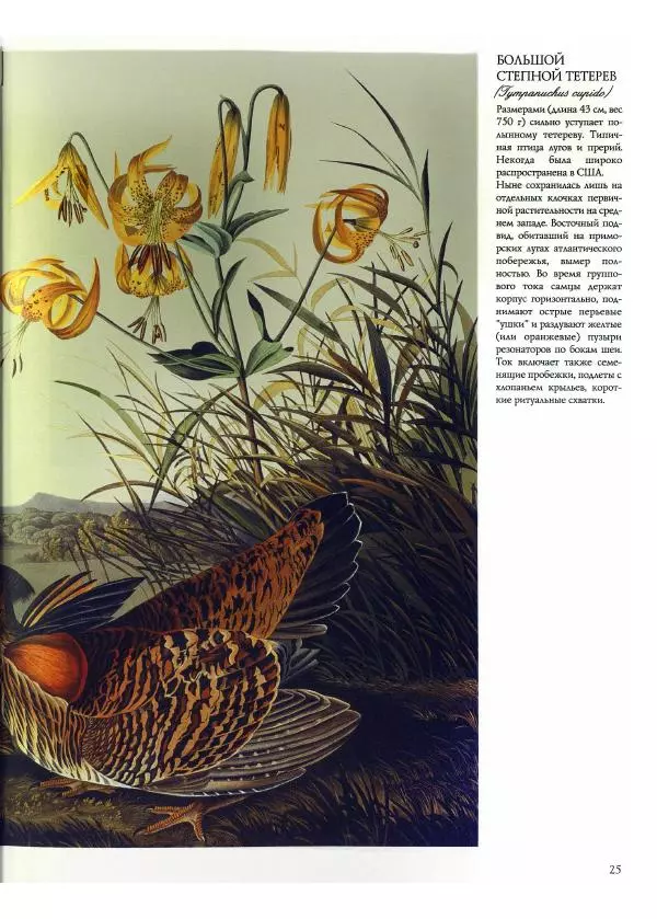 Джон Одюбон - Птицы Америки - Страница № 27