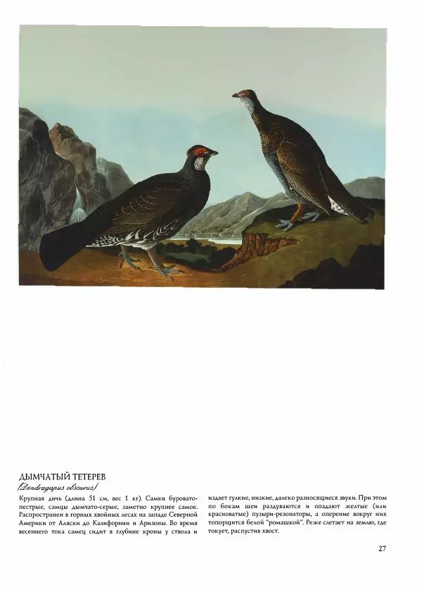 Джон Одюбон - Птицы Америки - Страница № 29