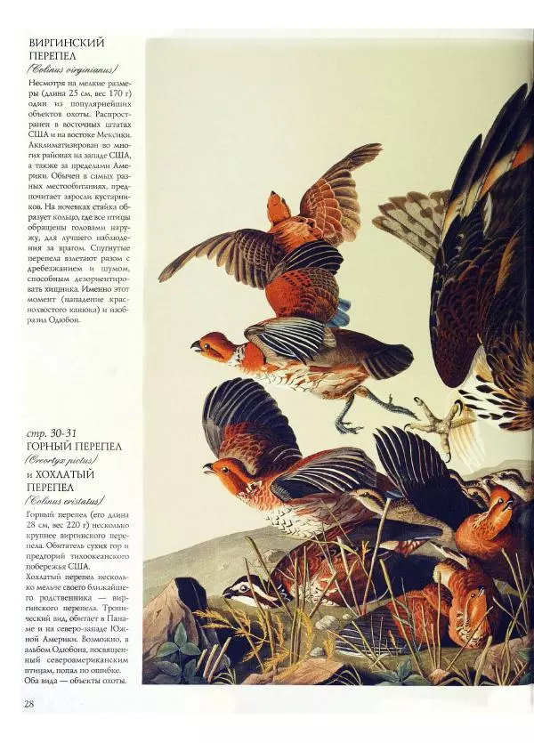 Джон Одюбон - Птицы Америки - Страница № 30