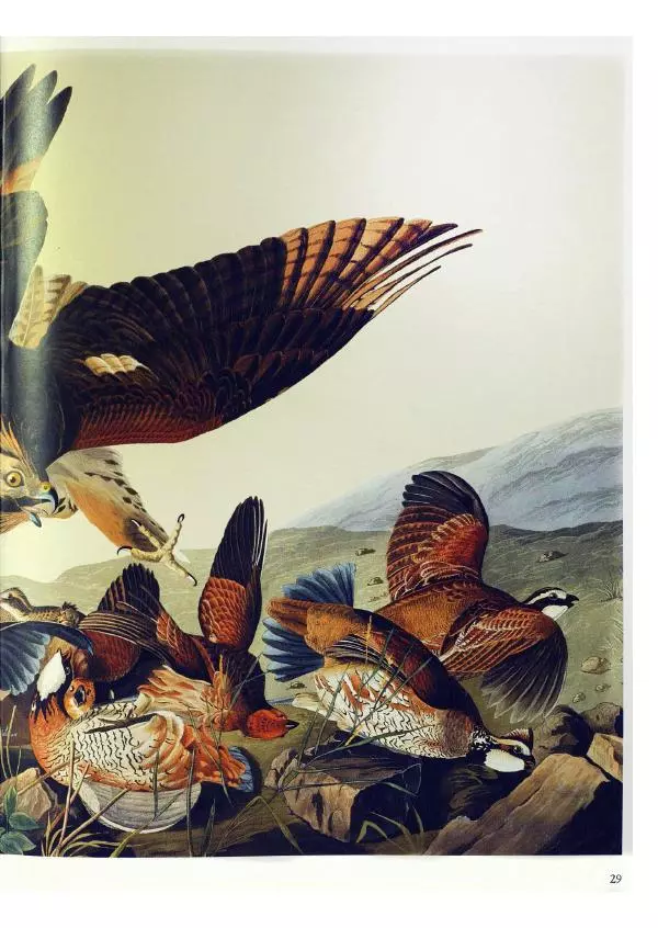 Джон Одюбон - Птицы Америки - Страница № 31