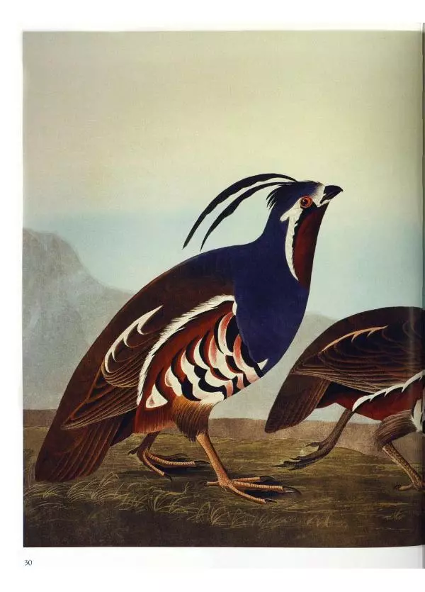 Джон Одюбон - Птицы Америки - Страница № 32