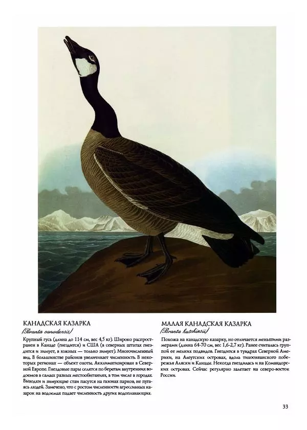 Джон Одюбон - Птицы Америки - Страница № 35