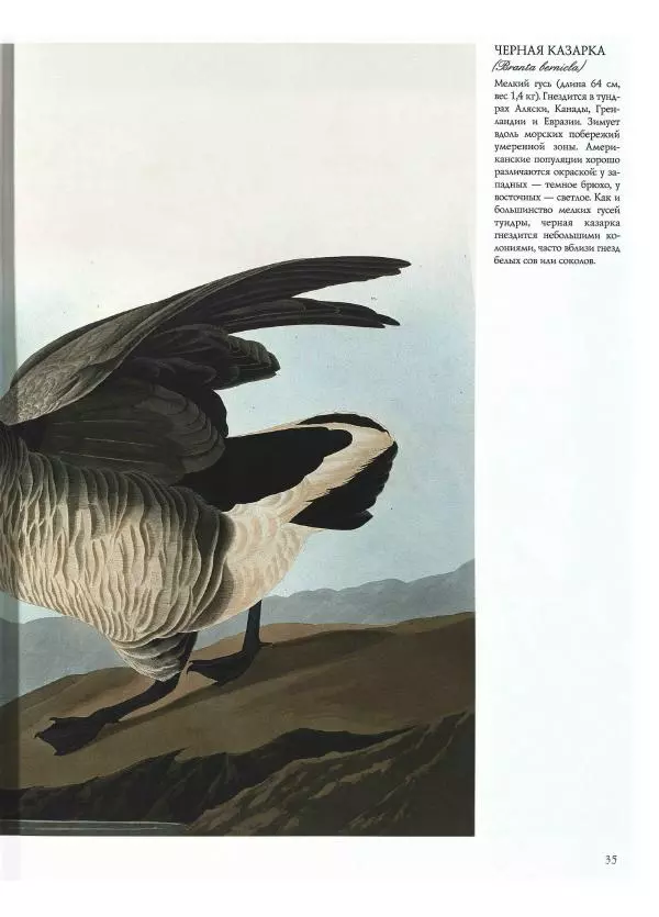 Джон Одюбон - Птицы Америки - Страница № 37