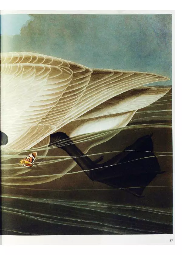 Джон Одюбон - Птицы Америки - Страница № 39