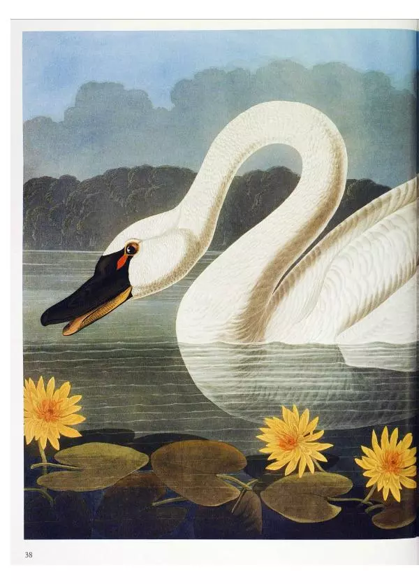 Джон Одюбон - Птицы Америки - Страница № 40