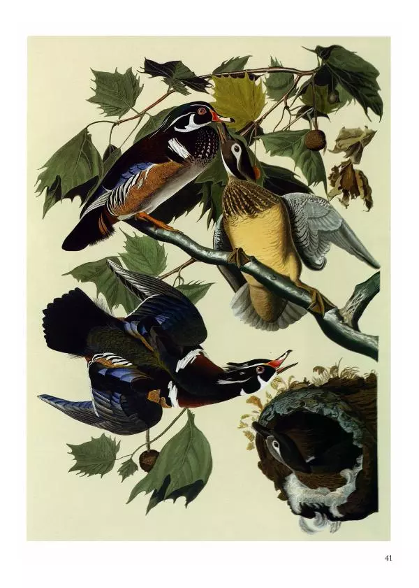 Джон Одюбон - Птицы Америки - Страница № 43
