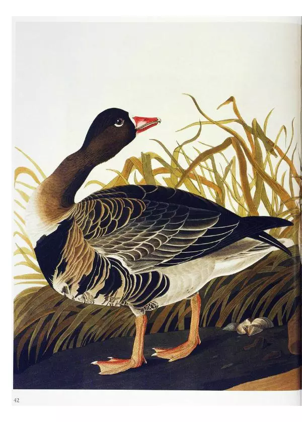 Джон Одюбон - Птицы Америки - Страница № 44