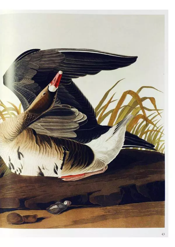 Джон Одюбон - Птицы Америки - Страница № 45