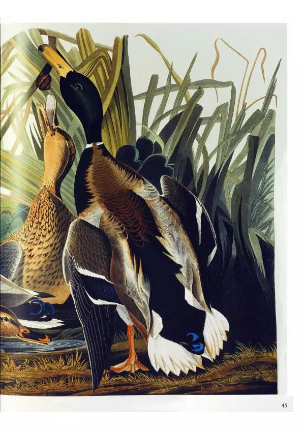 Джон Одюбон - Птицы Америки - Страница № 47