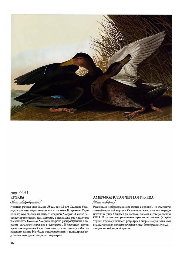 Джон Одюбон - Птицы Америки - Страница № 48