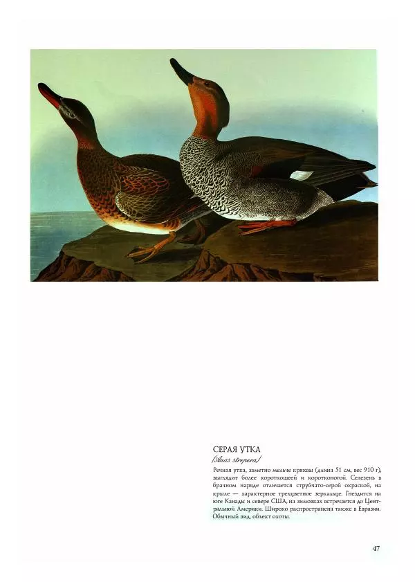 Джон Одюбон - Птицы Америки - Страница № 49