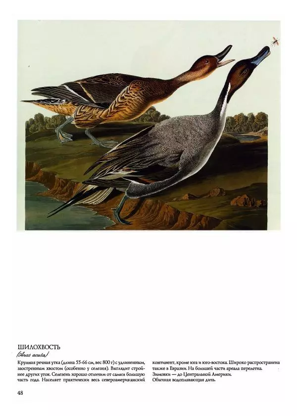 Джон Одюбон - Птицы Америки - Страница № 50