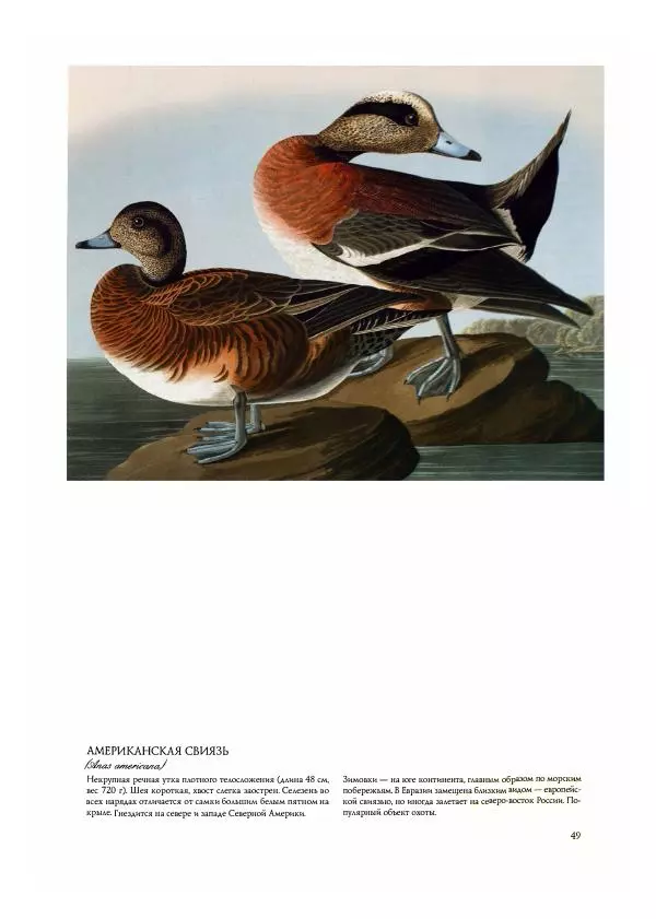 Джон Одюбон - Птицы Америки - Страница № 51