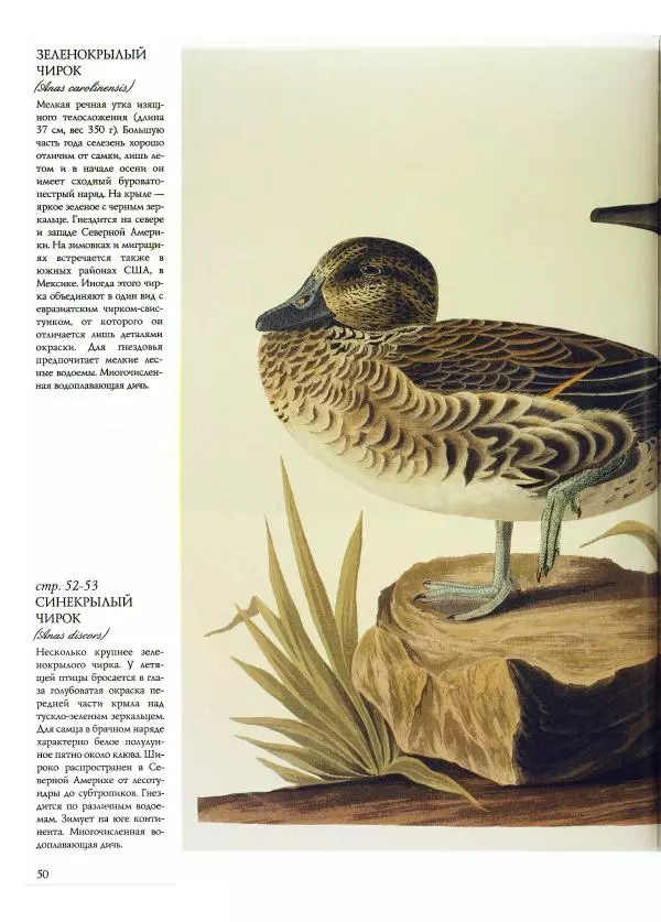 Джон Одюбон - Птицы Америки - Страница № 52